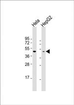 Opsin Green Polyclonal Antibody