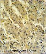 PSG7 Antibody in Immunohistochemistry (Paraffin) (IHC (P))