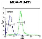 RRAGD Antibody in Flow Cytometry (Flow)