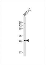 RRAGD Antibody in Western Blot (WB)