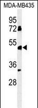 BTNL8 Polyclonal Antibody