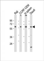 CD80 Antibody in Western Blot (WB)
