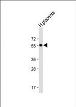 ISM1 Antibody in Western Blot (WB)