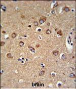 C12orf53 Antibody in Immunohistochemistry (Paraffin) (IHC (P))