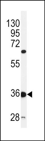 C12orf53 Antibody in Western Blot (WB)