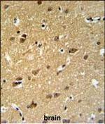 C19orf63 Polyclonal Antibody