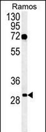 C19orf63 Antibody in Western Blot (WB)