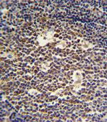 IL-4 Polyclonal Antibody