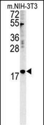 NPM3 Antibody in Western Blot (WB)
