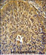 eIF3g Antibody in Immunohistochemistry (Paraffin) (IHC (P))