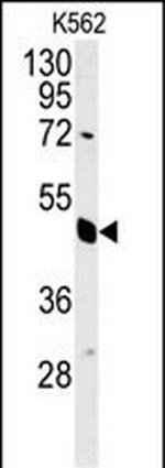eIF3g Antibody in Western Blot (WB)