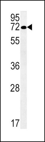 SLC19A3 Polyclonal Antibody