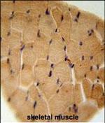 GGNBP2 Polyclonal Antibody