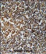 PYHIN1 Antibody in Immunohistochemistry (Paraffin) (IHC (P))
