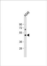 PTAFR Polyclonal Antibody
