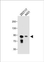 DEPDC1 Antibody in Western Blot (WB)