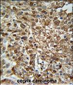 WDR43 Polyclonal Antibody