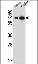 WDR43 Antibody in Western Blot (WB)