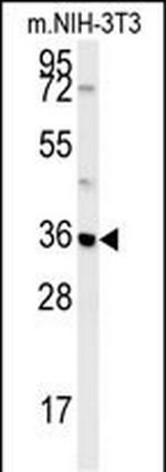 MTCH2 Antibody in Western Blot (WB)