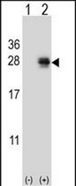 PMCH Antibody in Western Blot (WB)