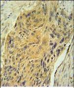 AVP Antibody in Immunohistochemistry (Paraffin) (IHC (P))