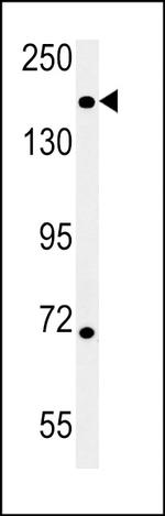 DIS3L Antibody in Western Blot (WB)