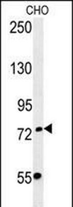 FBXO34 Antibody in Western Blot (WB)