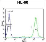 LMAN1L Antibody in Flow Cytometry (Flow)