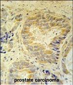 FAM105B Polyclonal Antibody