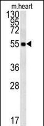 FAM105B Antibody in Western Blot (WB)