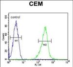 KCNV1 Antibody in Flow Cytometry (Flow)