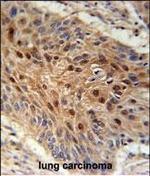 C4orf31 Polyclonal Antibody