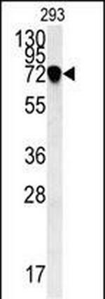 C4orf31 Antibody in Western Blot (WB)
