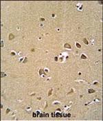 GPRASP1 Polyclonal Antibody