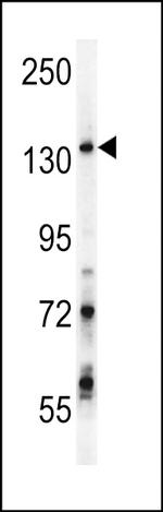 GPRASP1 Antibody in Western Blot (WB)