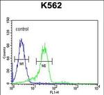 ENAM Antibody in Flow Cytometry (Flow)