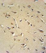 TC10 Polyclonal Antibody