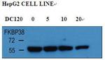 FKBP8 Polyclonal Antibody