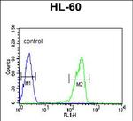 LRG1 Antibody in Flow Cytometry (Flow)