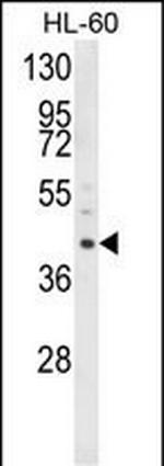 LRG1 Antibody in Western Blot (WB)