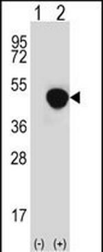 LRG1 Antibody in Western Blot (WB)