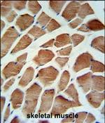 Carbonic Anhydrase VB Antibody in Immunohistochemistry (Paraffin) (IHC (P))
