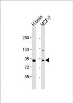 JIP1 Antibody in Western Blot (WB)