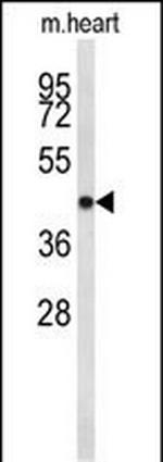 Cdc2L6 Antibody in Western Blot (WB)