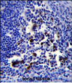 BOB-1 Polyclonal Antibody