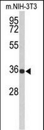 SLC25A17 Polyclonal Antibody