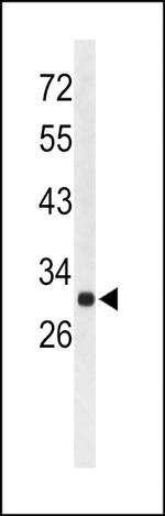 AFMID Polyclonal Antibody