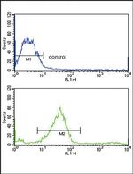 GALNT3 Antibody in Flow Cytometry (Flow)