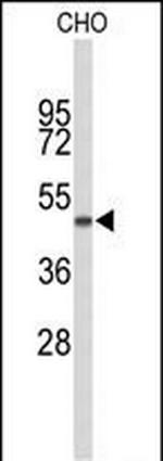 GORAB Antibody in Western Blot (WB)
