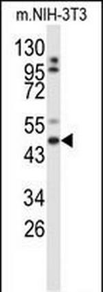 GORAB Antibody in Western Blot (WB)